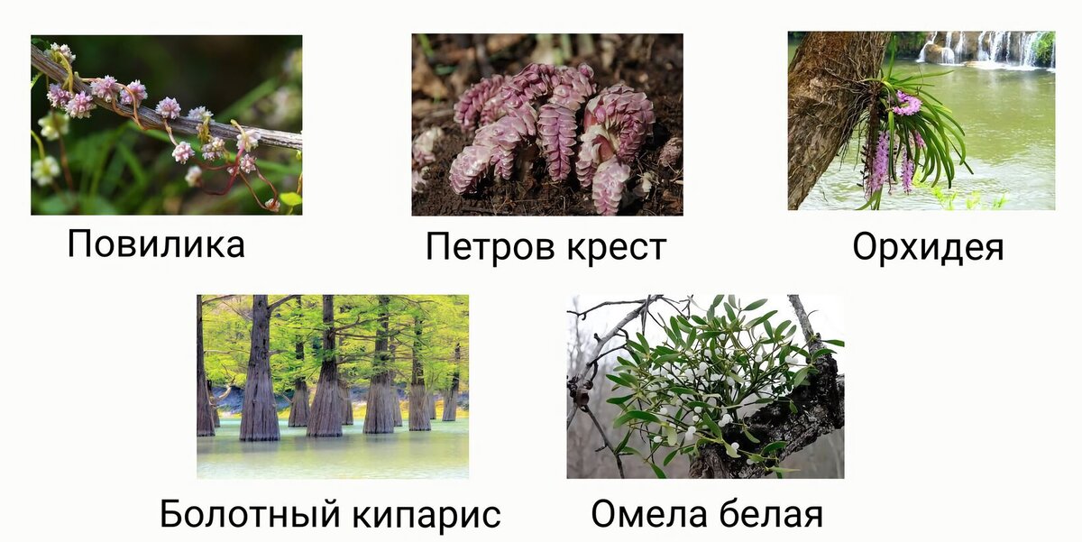 Скачать все ответы и задания для 8 класса Блок 1 Задание 1: На рисунках изображены клетки, характерные для организмов, относящихся к разным царствам.-13