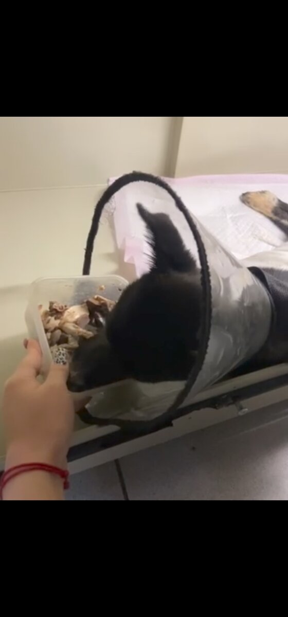 Наша Луна начала кушать.