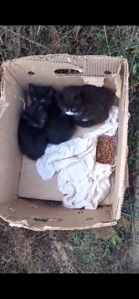 Наше пополнение.