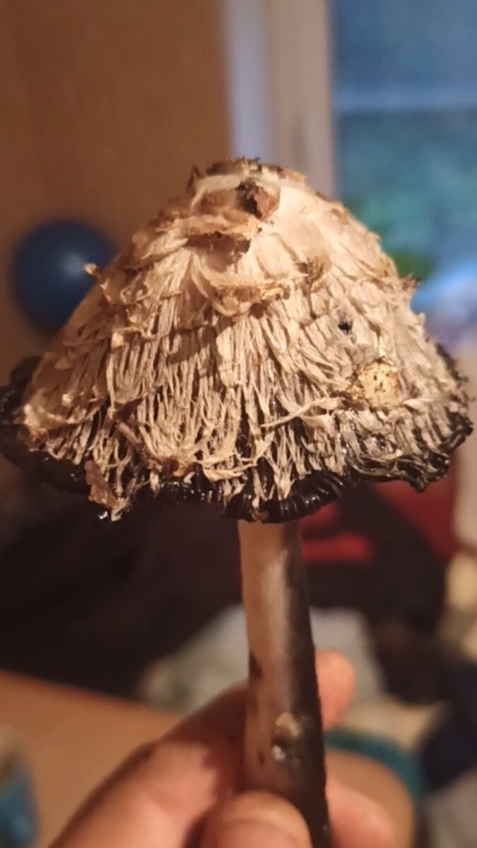 Гриб навозник чернильный (Coprinopsis atramentaria) довольно удивительный и интересный вид гриба. Вот несколько фактов о нем:1. Гриб навозник чернильный получил свое название благодаря своей особенности - взрослые грибы обладают способностью разлагать свои споры в чернила. При созревании споры гриба превращаются в жидкость темного цвета, похожую на чернила.2. Он известен своей "самоуничтожающейся" особенностью. Когда гриб начинает разлагаться, его плодовые тела быстро распадаются, образуя черную жидкость. Это происходит из-за фермента, который разрушает клетки гриба. Поэтому его называют также "грибом-самоубийцей".3. Гриб навозник чернильный ядовитый и не рекомендуется для употребления в пищу. Он содержит вещества, которые могут вызывать отравление при употреблении алкоголя вместе с этим грибом.4. В некоторых странах гриб навозник чернильный используется для производства чернил. В прошлом его чернила использовали для письма и рисования.5. Гриб навозник чернильный обычно растет на гнилой органической материи, такой как компост, навоз или гниющие деревья. Он можно встретить на полях, садах, парках и других местах с высоким содержанием органического вещества.Надеюсь, вам было интересно узнать эти факты о грибе навознике чернильном!