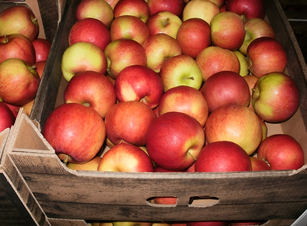 Влияет ли сорт яблок на засушивание. Яблоня Лигол. Лиголь яблоки сорт. Ящик с яблоками. Яблоки в коробке.