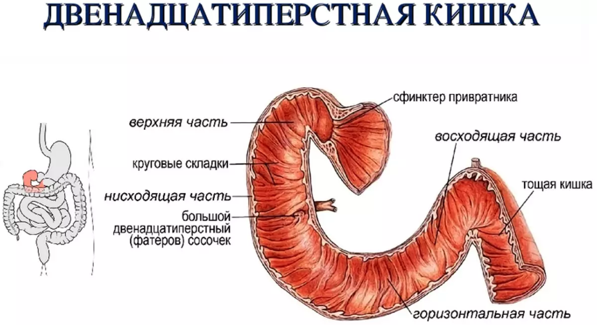 Переход желудка в кишечник. Строение и отделы 12-перстной кишки. Отделы 12 ти перстной кишки. Схема строения двенадцатиперстной кишки. Луковица 12 перстной кишки анатомия в человеке.