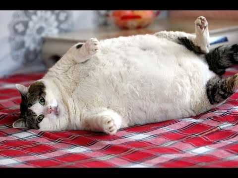 Мася пушистая, обыкновенная.