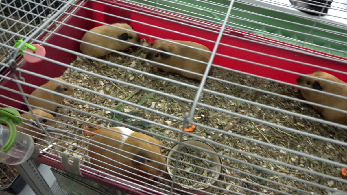 4 лапы хомяки