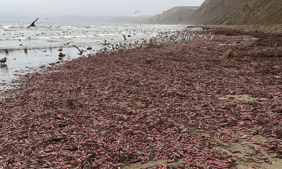 Вот такое может случиться после шторма. Чайки радуются больше всех