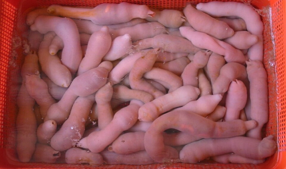 Рыбаки держат червей в воде, чтобы они оставались живыми