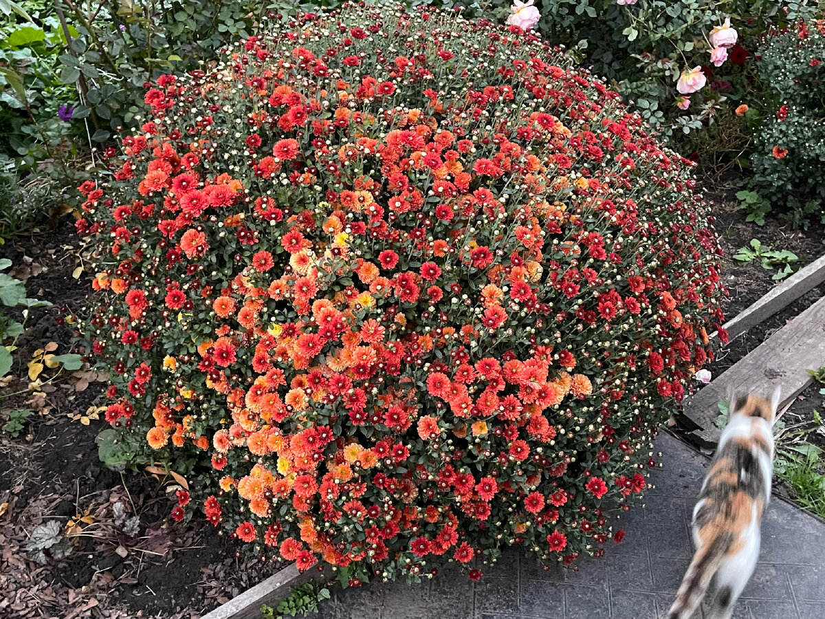 В КОНЦЕ СЕНТЯБРЯ