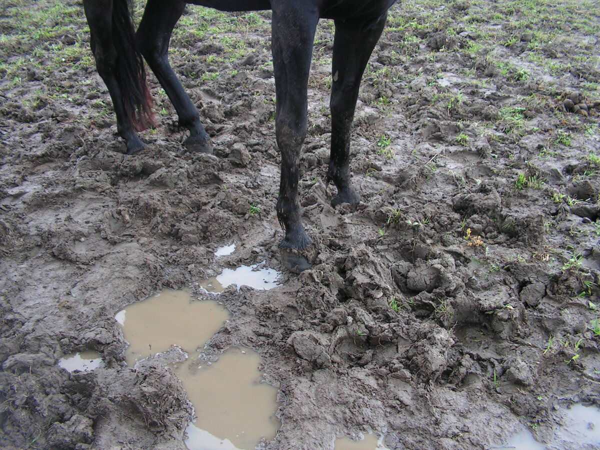 Это еще не по самые запястья. Ножки Герцогини, русской рысачки. Она кстати на этом грунте и получила своё первое растяжение:(  (фото из личного архива)