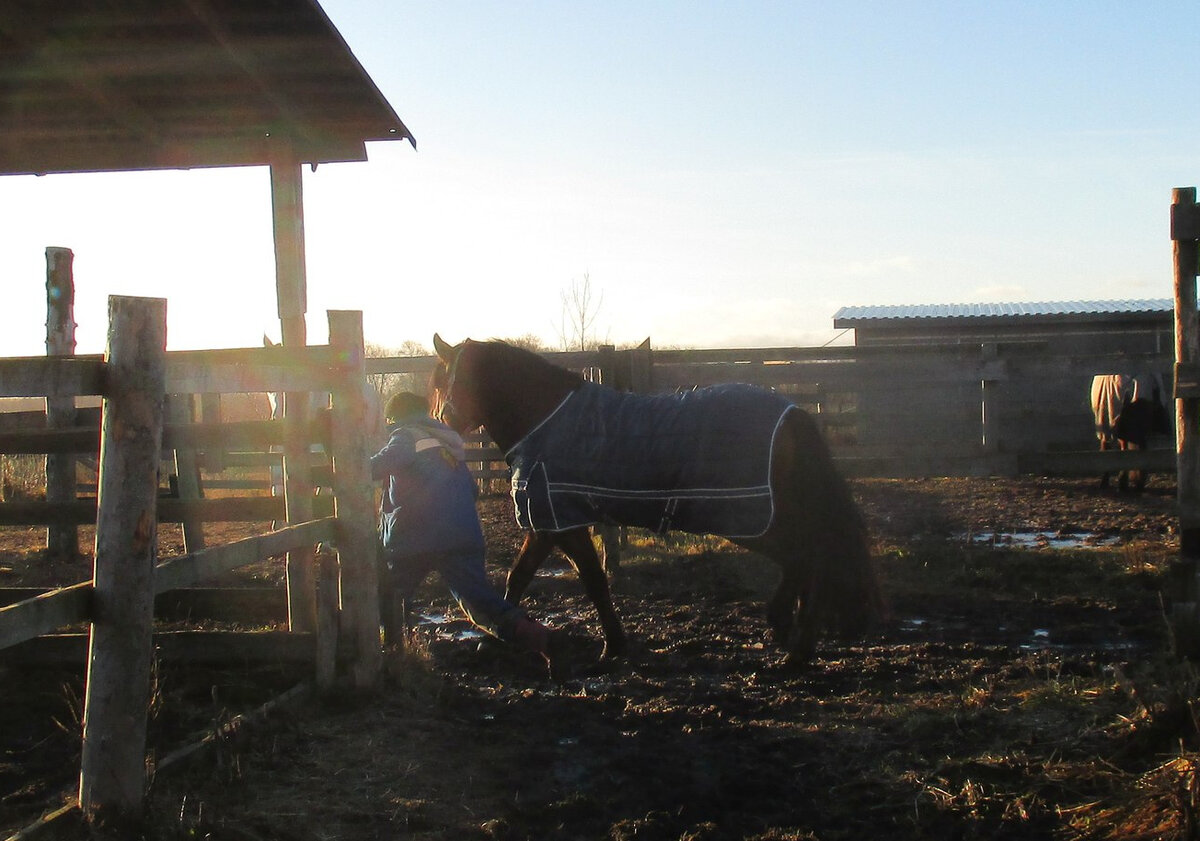 Да, именно так, мы коноводы, перебирались через топкие места дорожек между левадами с лошадьми в руках. Нарушение ТБ при вождении лошадей здесь 100%, потому что лошади тоже грязь не любят и риск наступания нам на ноги был хроническим :)