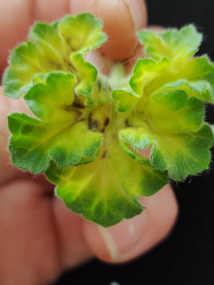 Химический ожог на листьях пеларгонии.фото автора.