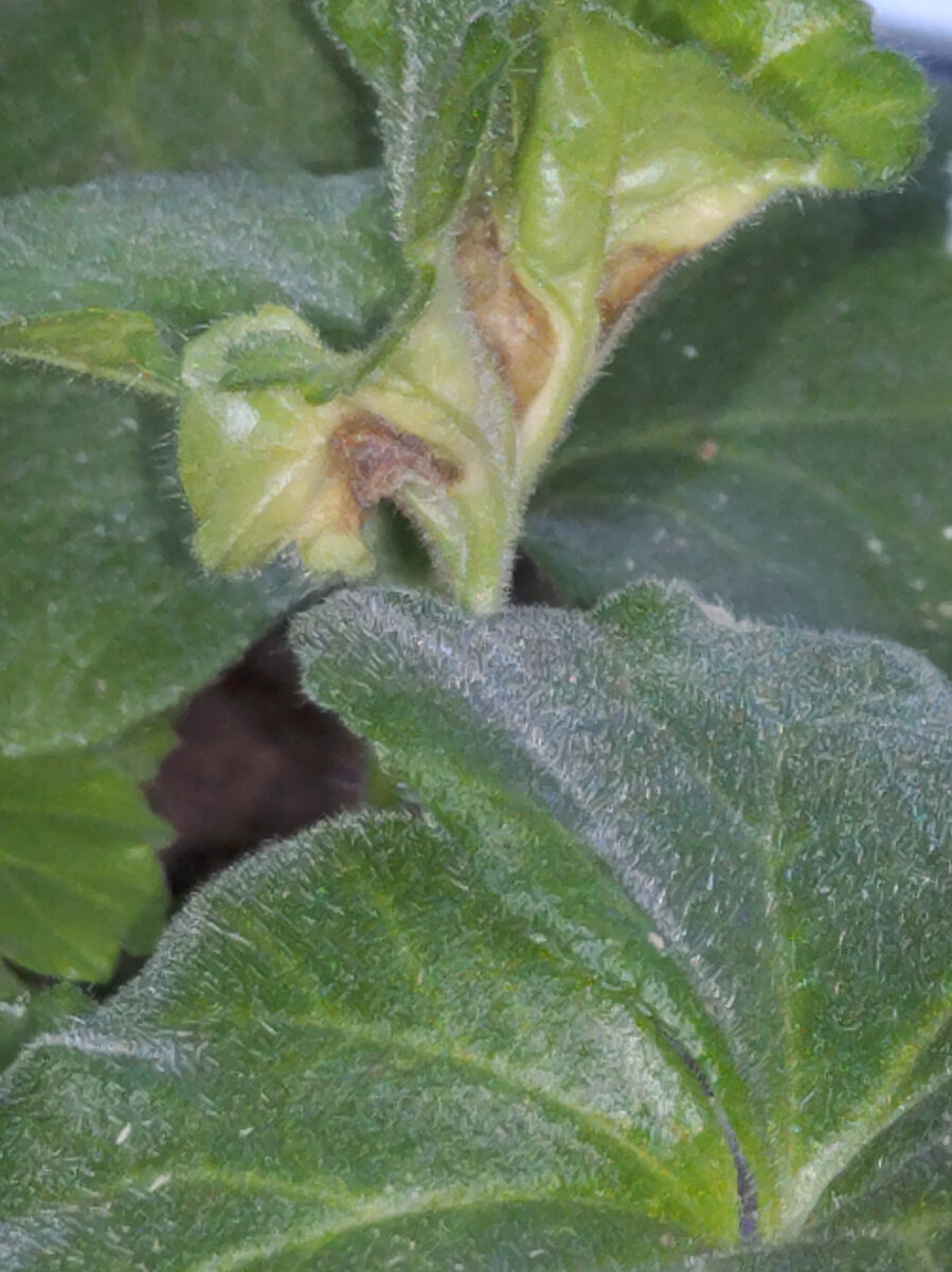 Химический ожог на листьях пеларгонии.фото автора.