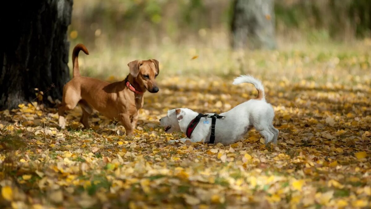     В субботу и воскресенье в регионе будет солнечно, следует из данных ставропольского Гидрометцентра.