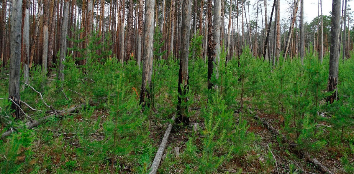 Восстановление соснового леса после пожара. Архив ФИЦ КНЦ СО РАН
