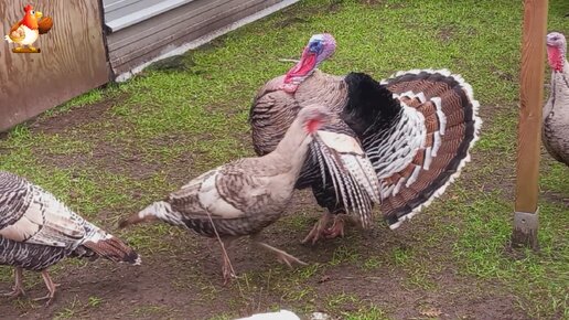 Брачный хоровод индюка с индюшкой 🦃 танцы со зрителями 😂