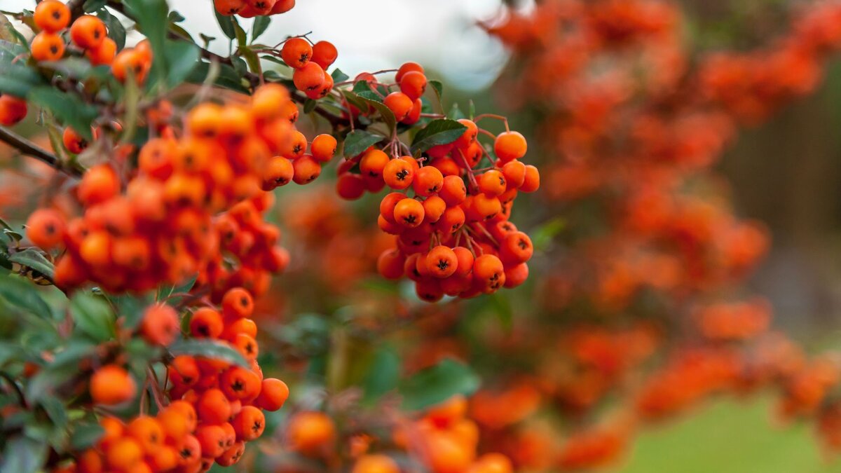 Источник фото: Canva