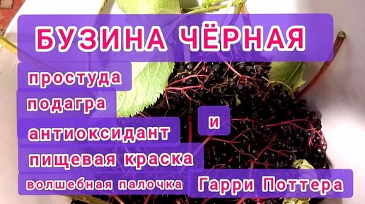 Бузина черная. Свойства и применение