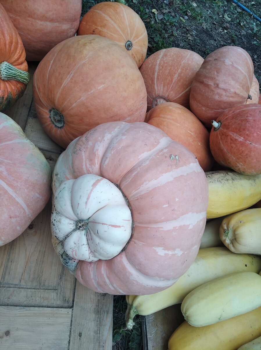 Вот такая интересная тыковка выросла у нас на участке.