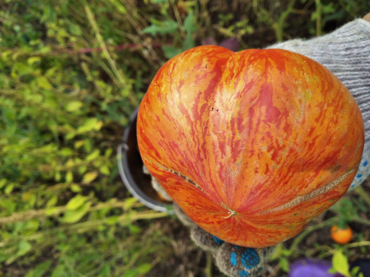 Помидоры были до 700гр один