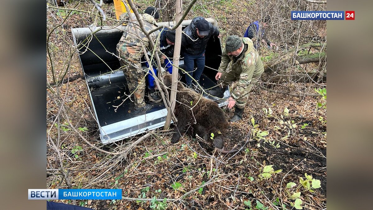    Напавшую на женщину в Башкирии медведицу усыпили: медвежат отправили на передержку