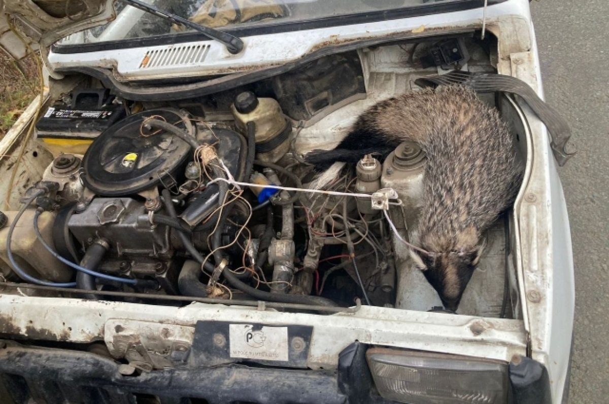    В Башкирии задержали браконьера, который хотел спрятать тушу барсука