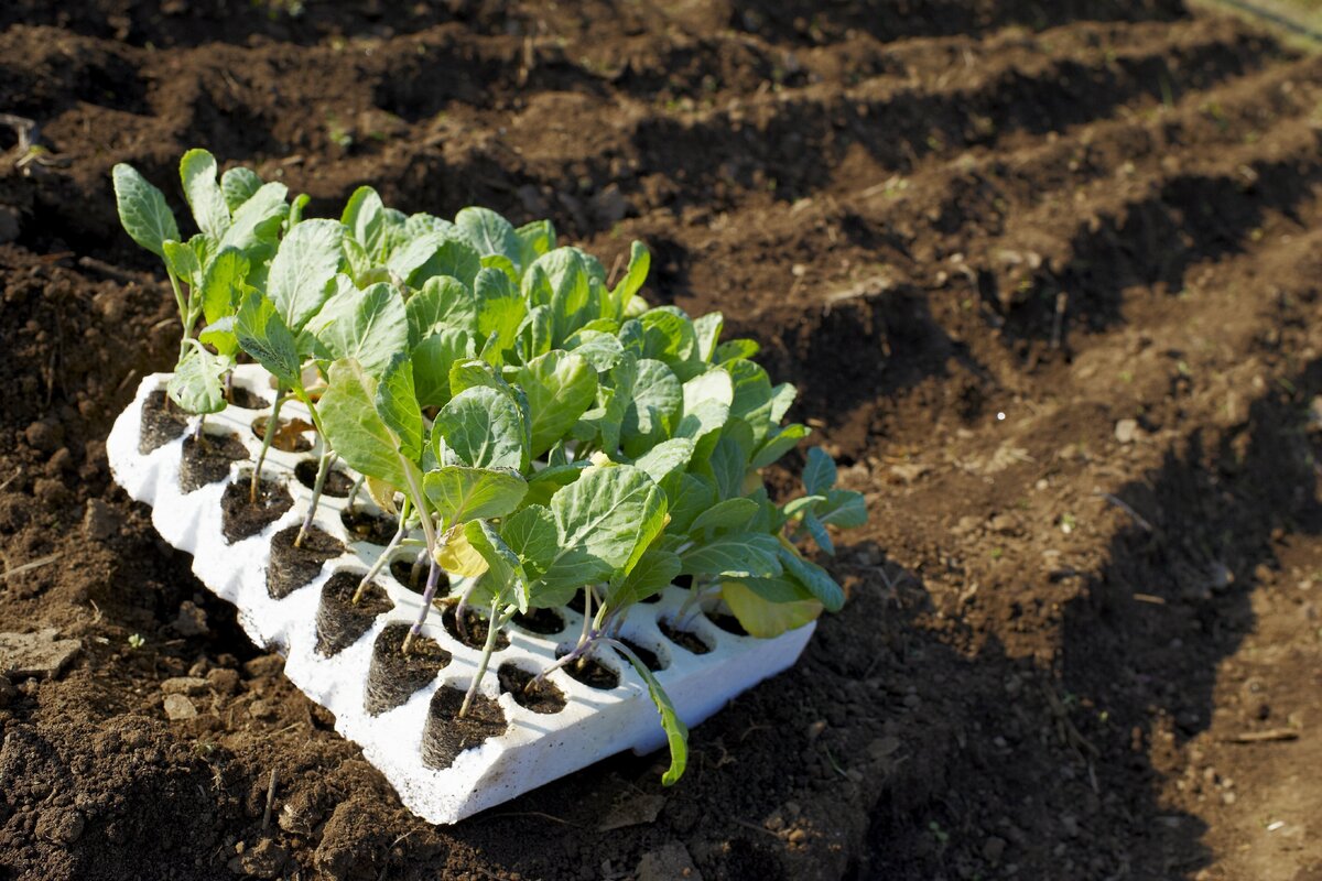     Как вырастить хорошую рассаду капусты: 15 секретов