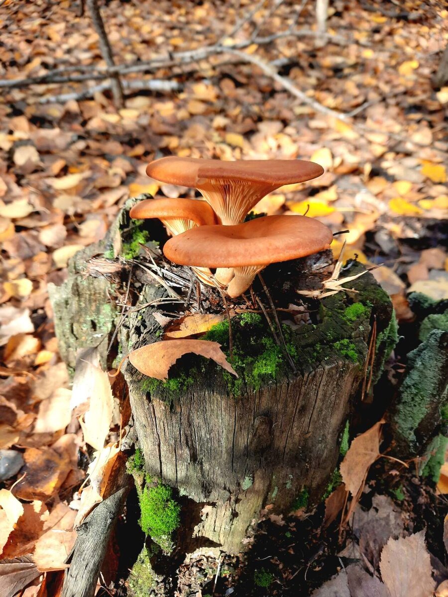 Середина октября 2022 года 