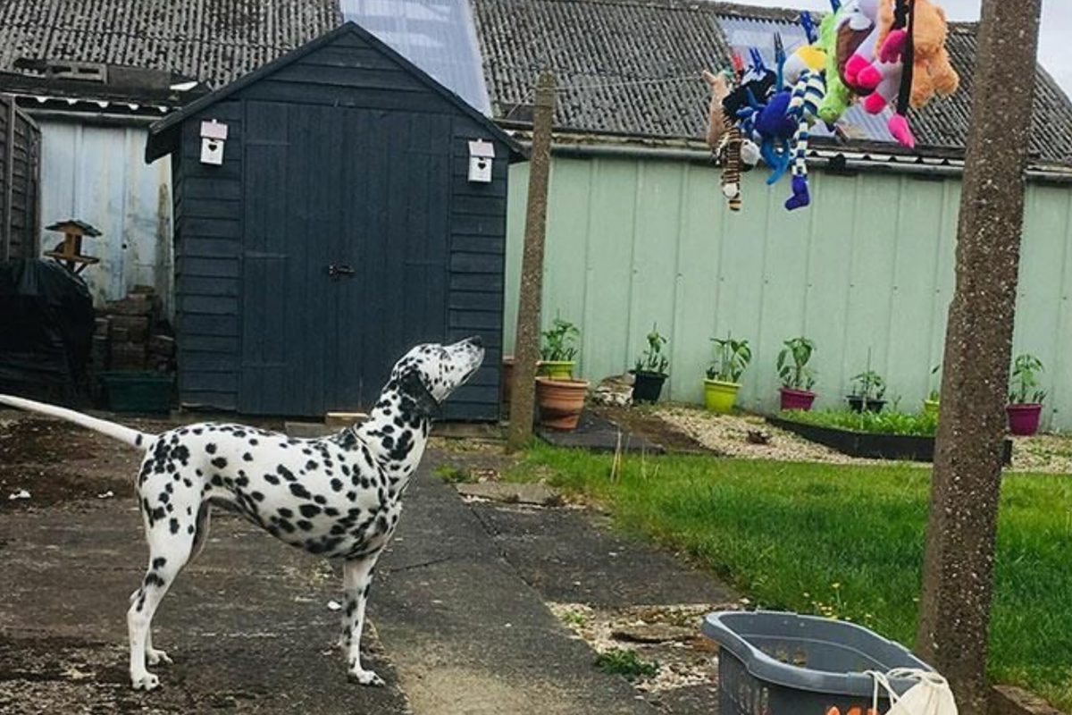 Как выбрать игрушку для домашнего питомца?