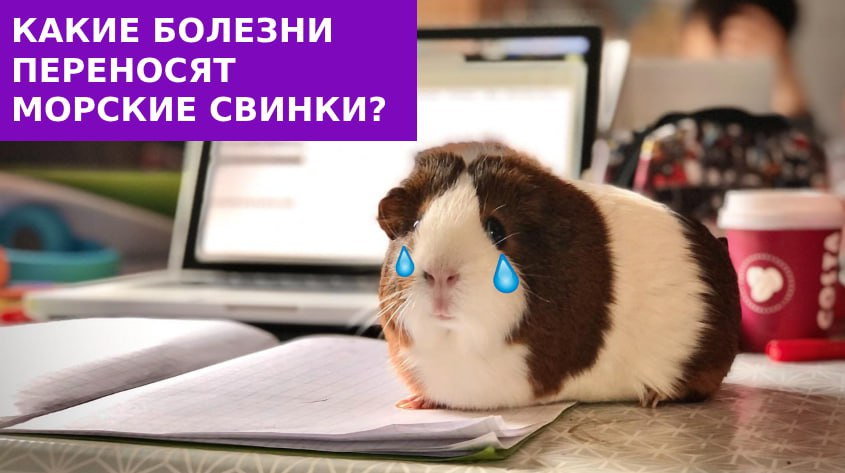 Фото: коллаж 78.ru. unsplash.com