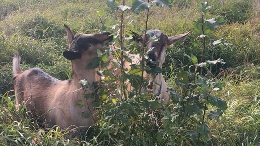 Ирина. Мечты сбываются | Непогода: очень сильный ветер. И тут - упс ...