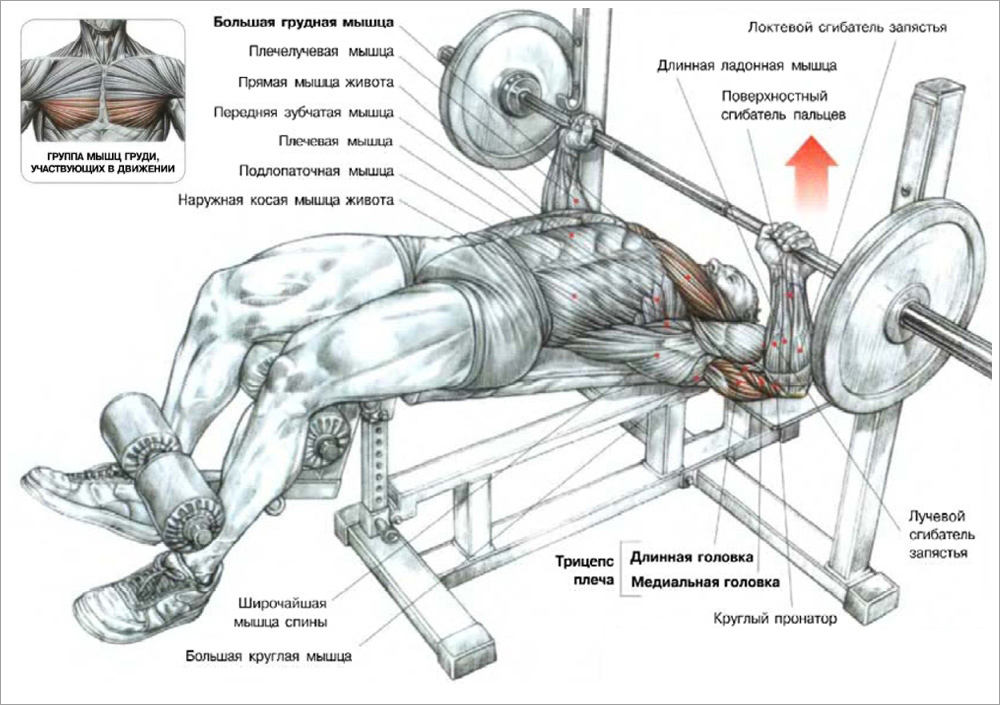 Техника жима штанги лежа. Анатомия упражнений жим штанги лежа. Жим лежа на наклонной скамье со штангой техника выполнения. Жим штанги лежа на грудные мышцы. Жим штанги лёжа техника выполнения упражнения.