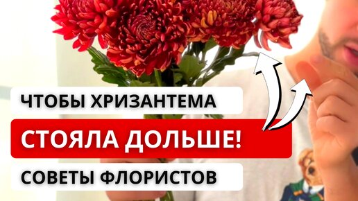 ❓ КАК ПРАВИЛЬНО УХАЖИВАТЬ ЗА ХРИЗАНТЕМОЙ, чтобы она простояла дольше в домашних условиях?