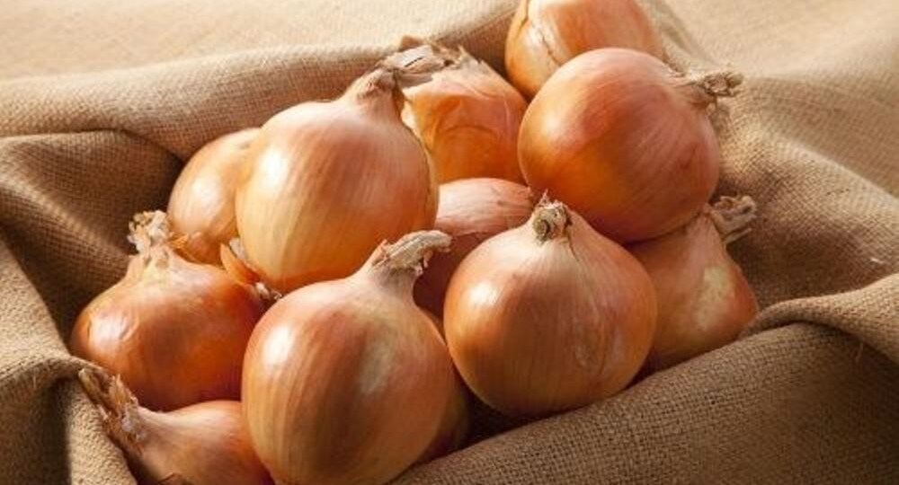 Лук в зиму: как и когда правильно сажать и ухаживать (осень-весна 2023-24)