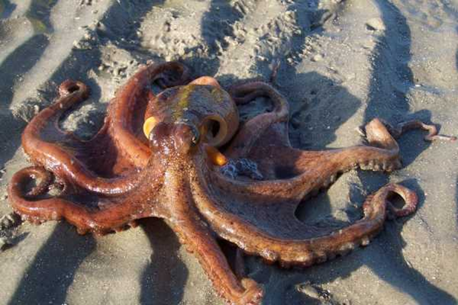 Группе относится осьминог. Осьминог Octopus vulgaris. Кокосовый осьминог ареал. Гигантский осьминог. Песчаный осьминог.