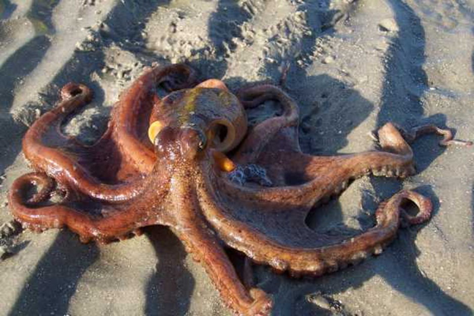 Есть ли осьминоги в черном. Осьминог Octopus vulgaris. Кокосовый осьминог ареал. Гигантский осьминог. Песчаный осьминог.