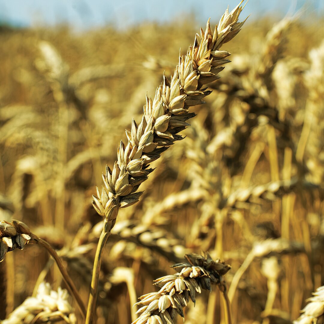 Leaf rust of wheat фото 111