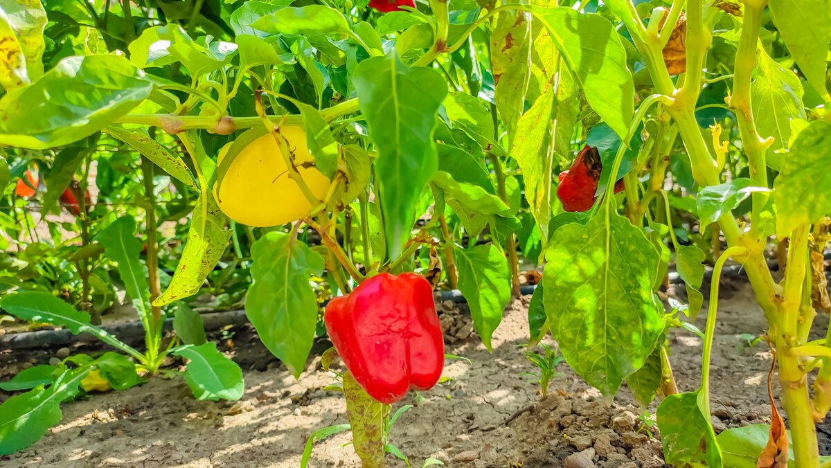    Перец - любит тепло и солнце, поэтому его сложно вырастить в средней полосе РоссииLegion-Media