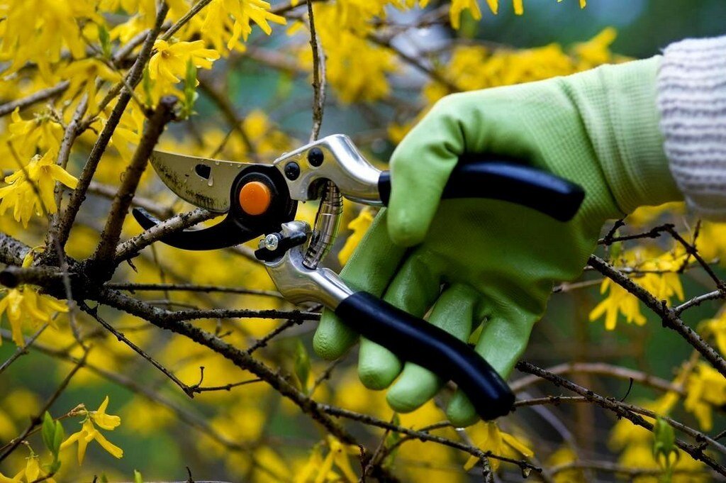 Подготовьтесь к обрезке. Фото из открытых источников.