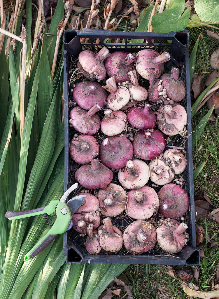 луковицы гладиолусов