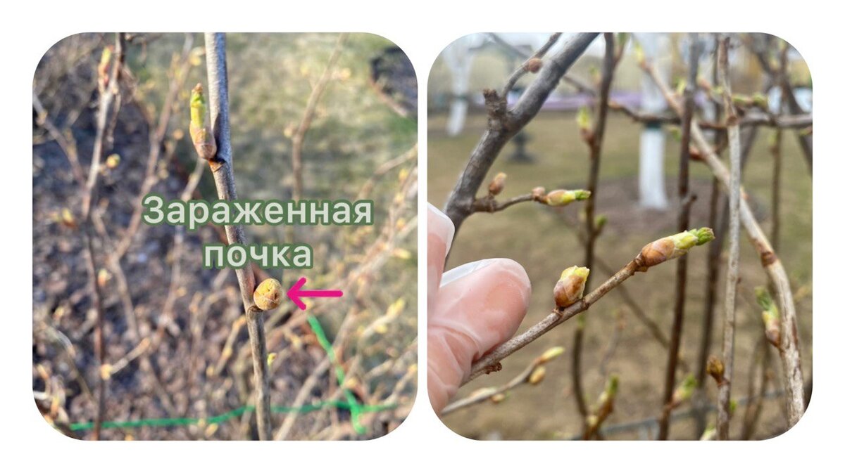 Пораженные клещом почки приобретают шаровидную форму