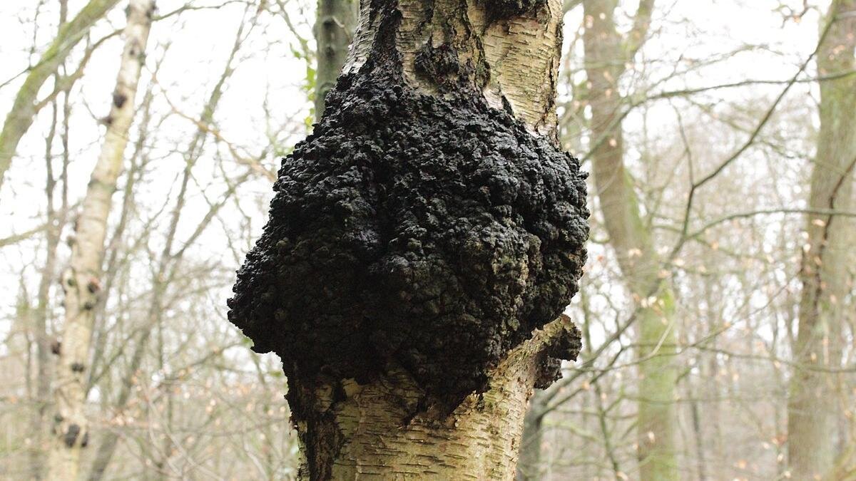    Гриб на коре дерева:Wikipedia