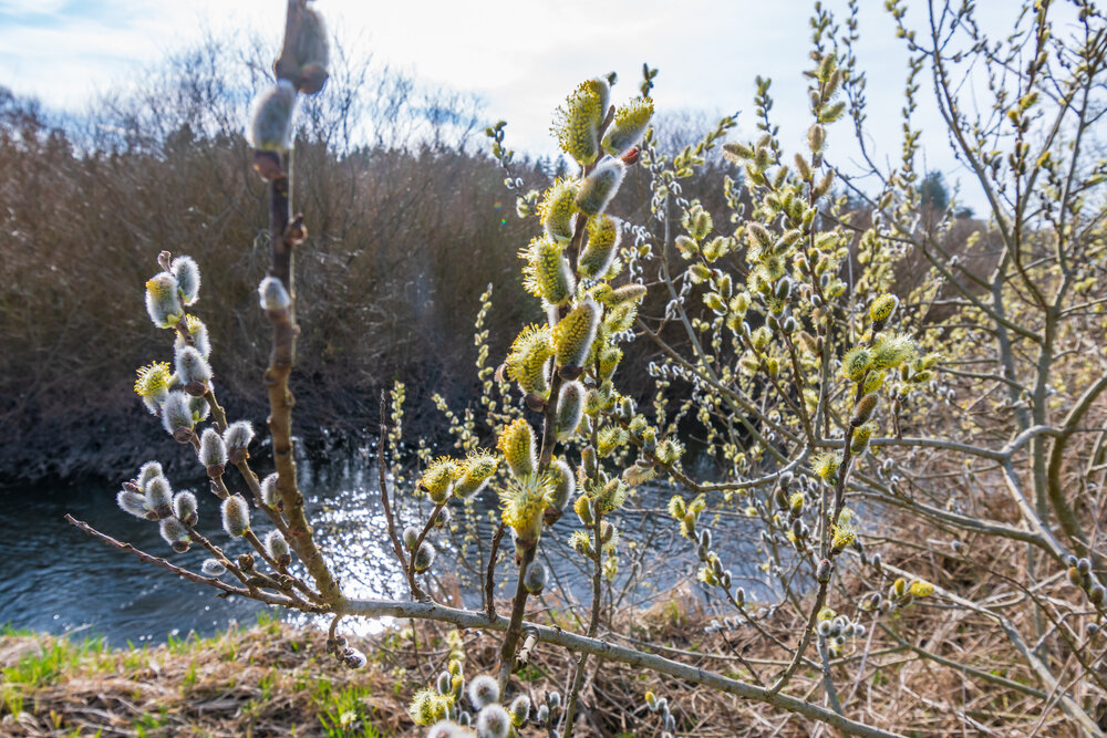    Ива козья в природных условиях
