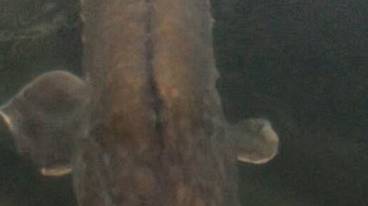 Русский Икорный Дом | На ферме ГК "Русский икорный дом" | Дзен