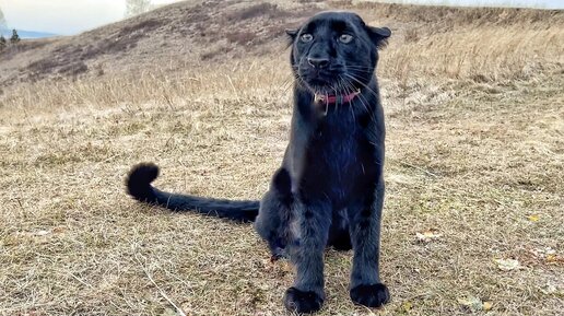 Пантера Луна по следам невиданных зверей 🐾🦌