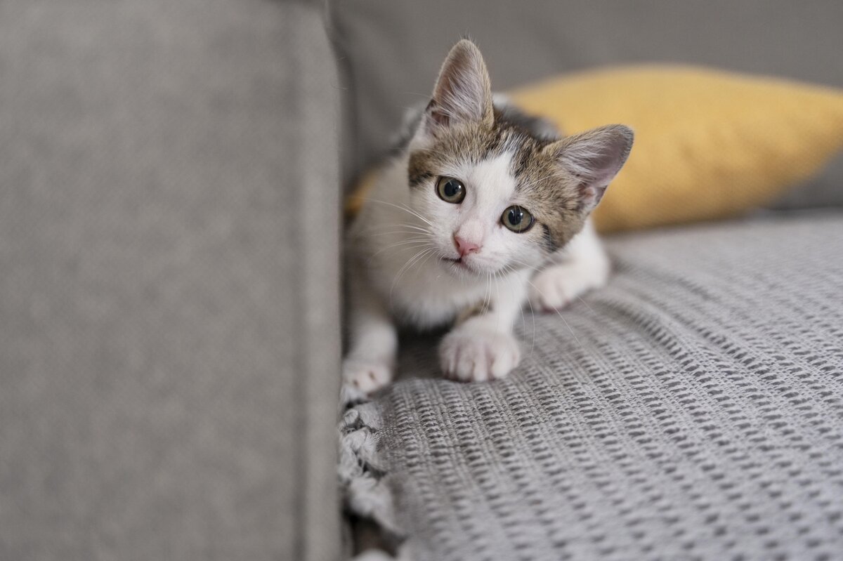    Течка — абсолютно нормальный и естественный процесс, который происходит у каждой кошки с наступлением полового созреванияFreepik