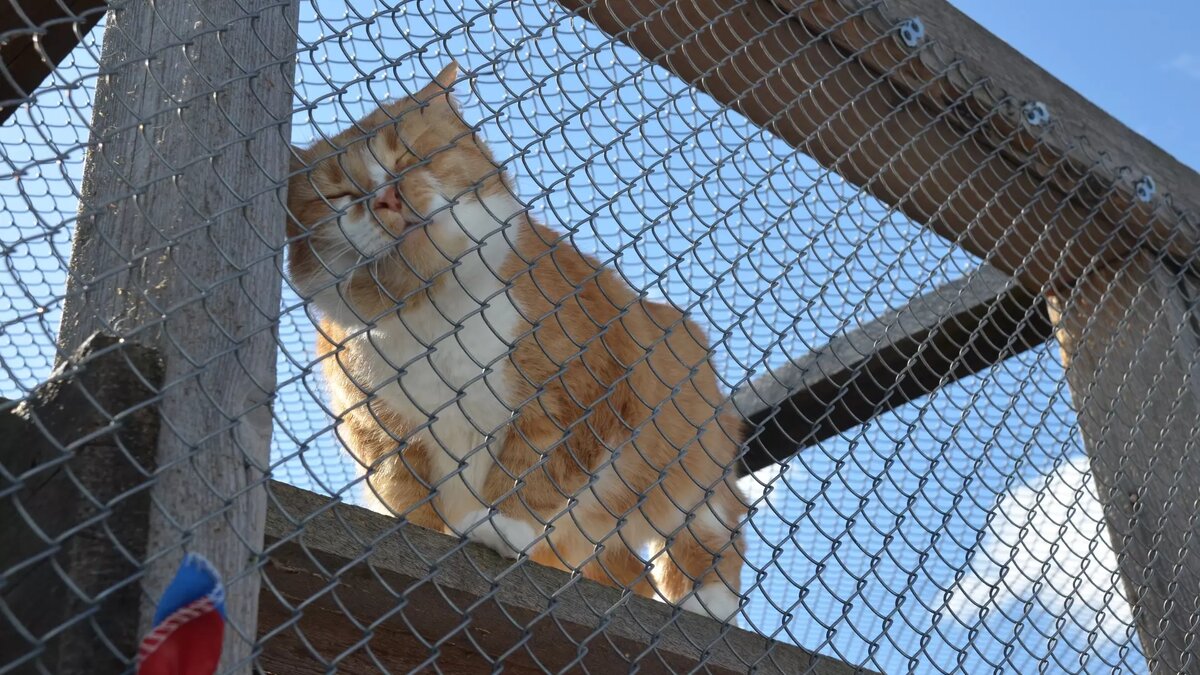     Ижевский приют «Кот и пес» объявил сбор гуманитарной помощи для утепления вольеров животных.