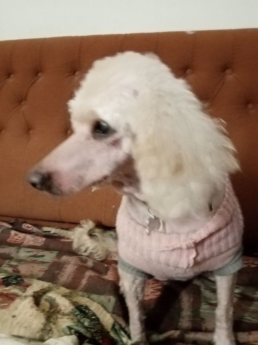 Длинноносая