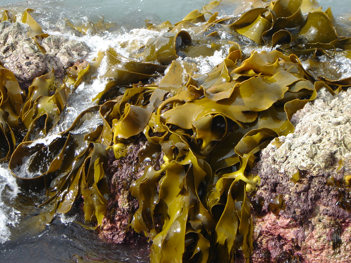 Ламинария японская морская капуста