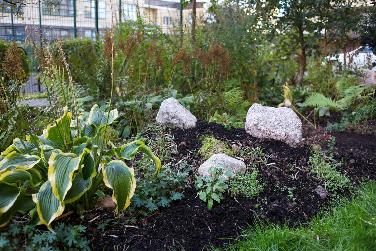 Перед первым камнем посажена горянка.