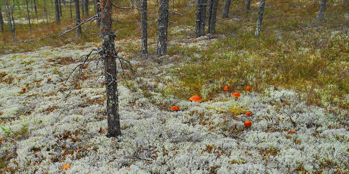 Грибные места. Фото Татьяны СЕМЬЯНИХИНОЙ.