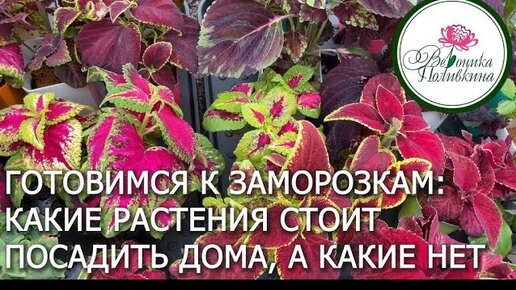 КАКИЕ РАСТЕНИЯ СТОИТ ПЕРЕНЕСТИ НА ЗИМУ ИЗ САДА В ДОМ, А КАКИЕ НЕТ